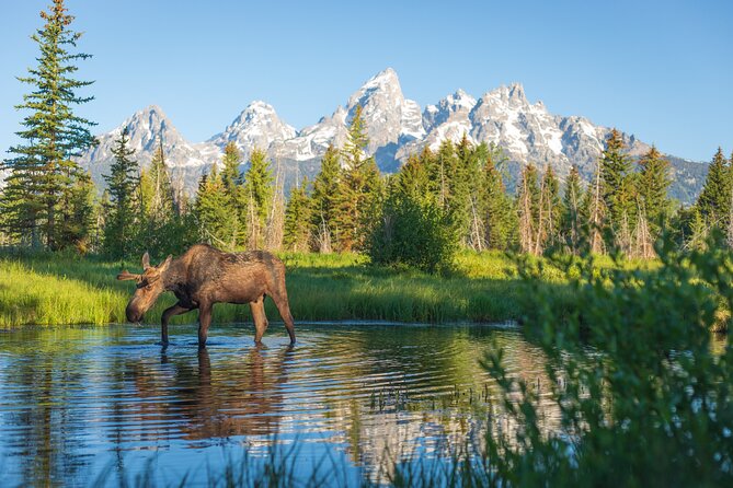 Private Sunset 4-Hour Grand Teton Wildlife Adventure - Sights and Sightings