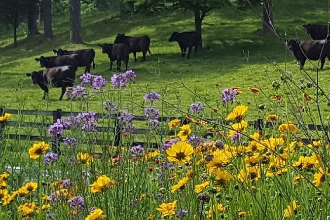 Private Walking Tour of a Real Working Cattle Ranch - Understanding Rotational Grazing