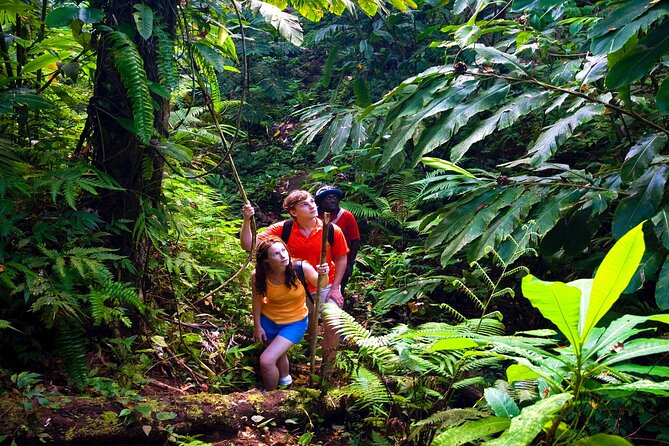 Private Waterfall, Rainforest, Chocolate Tour & Historical Sites - Tour Experience