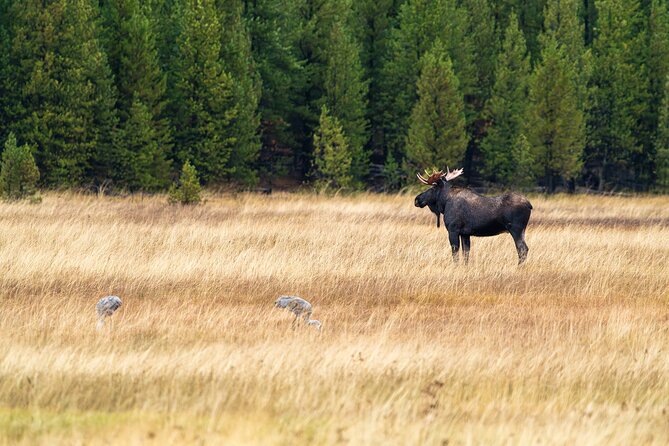 Private Wildlife Photography Tour In Yellowstone National Park - Inclusions of the Tour