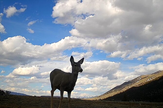 Private Winter Wildlife Tour and Wolves - Wildlife Spotting Experience