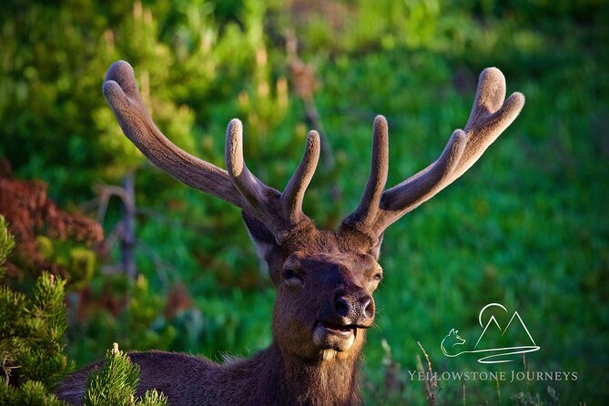 Private Yellowstone Journey From Gardiner, MT - Personalized Experience With Knowledgeable Guide