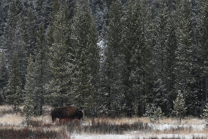 Private Yellowstone Park Van Tours From Bozeman - Experience and Itinerary