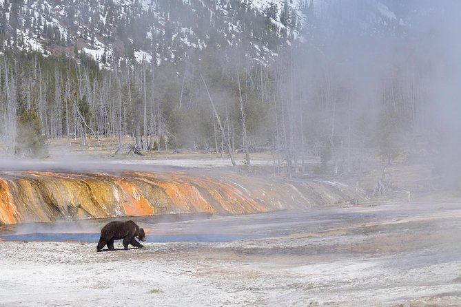 Private Yellowstone Wildlife Sightseeing Tour - Wildlife Sightings and Spotting Opportunities