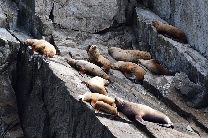Resurrection Bay Spring Wildlife Cruise - Traveler Experiences and Reviews