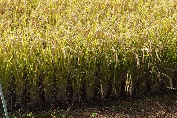 Rice Paddy Art Half Day Tour in Aomori - Meeting and Pickup