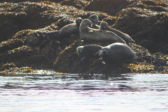 Saltwater Expedition Sightseeing & Wildlife - 6 Passenger Boat - Itinerary and Customization Options