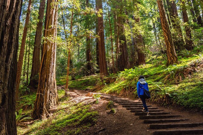 San Francisco, Golden Gate, Sausalito and Muir Woods Private Tour - Immerse Yourself in Muir Woods