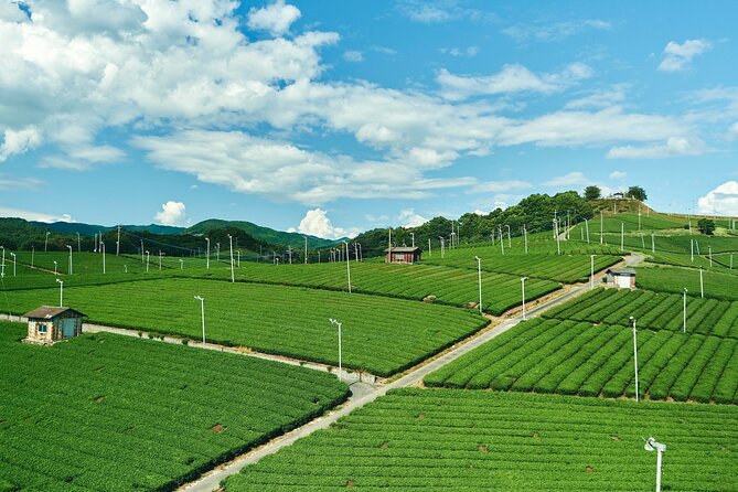 Scenic Tour of Kuroki and Nakayama Wisteria in Fukuoka YokaBus - Cancellation and Refund Policy