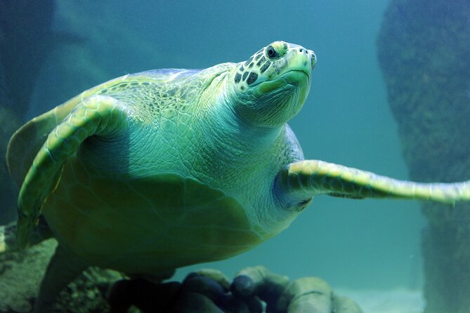 SEA LIFE Michigan Aquarium Admission Ticket - Marine Life Encounters
