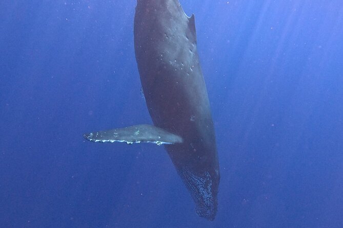Seasonal Small-Group Humpback Whale Watching in Kona - Accessibility and Participation Guidelines