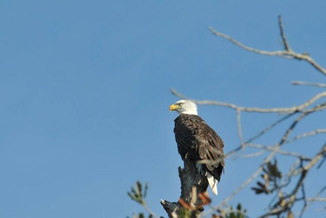 See Crystal River National Wildlife Refuge Sightseeing Cruise - Wildlife Experience