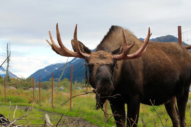 Seward to Anchorage Wildlife Adventure - Guest Experiences and Reviews