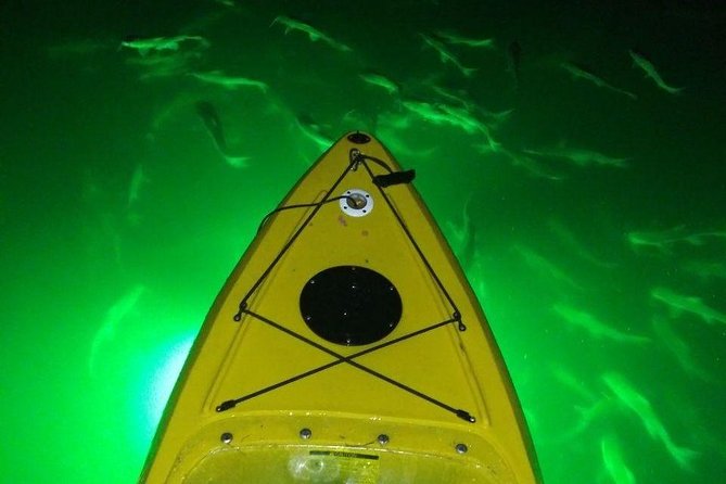 Sharkeys Glass Bottom Fish Feeding LED Night Tour St. Pete Beach - Mangrove Island Adventure