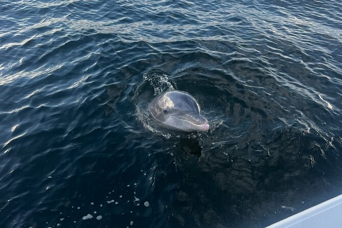 Shell Island Dolphin Sightseeing Boat Tour - Guest Feedback