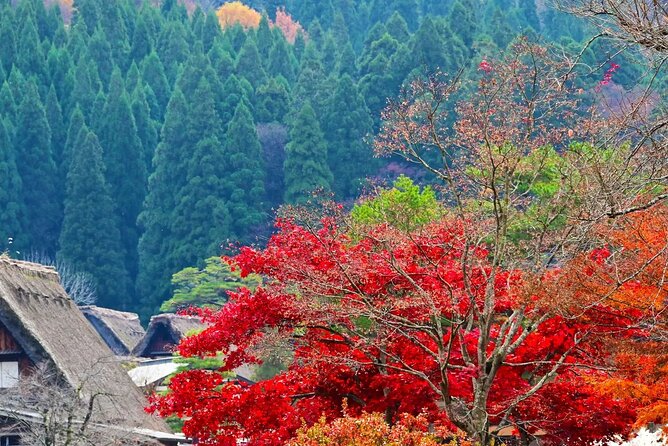 Shirakawago Gujo Hachiman and Hida Takayama One Day Tour | Nagoya - Inclusions