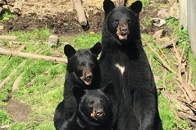 Simply Amazing Sitka Tour: Fortress of the Bear, Alaska Raptor, & Totems - Taking in Sitka National Historical Park