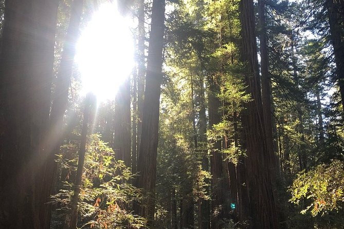 Small-Group Giant Redwoods and Russian River Wine Country Trip - Included Experiences