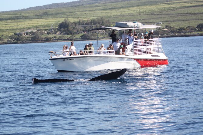 Small-Group Whale Watching Adventure - Meeting and Pickup Information