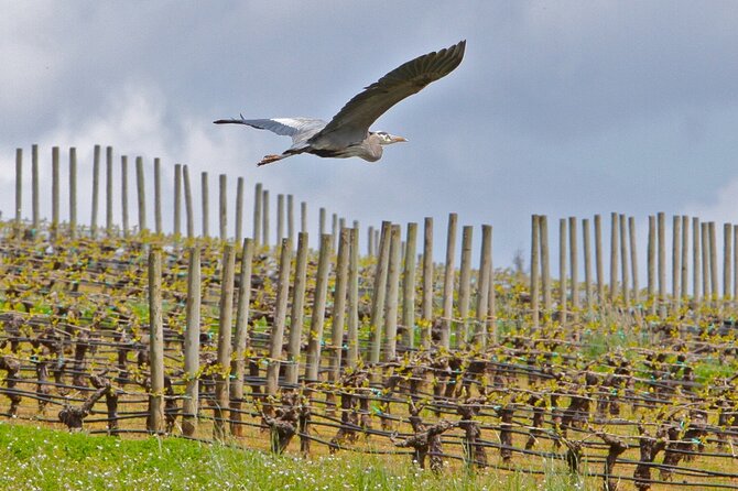 Small Group: Willamette Valley Wine Tour From Portland (Tasting Fees Included) - Group Size and Accessibility