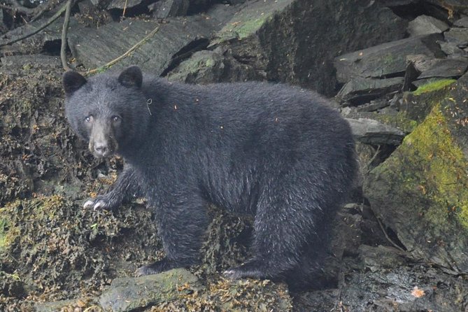 Small-Group Zodiac Wilderness Adventure From Ketchikan - Equipment and Safety
