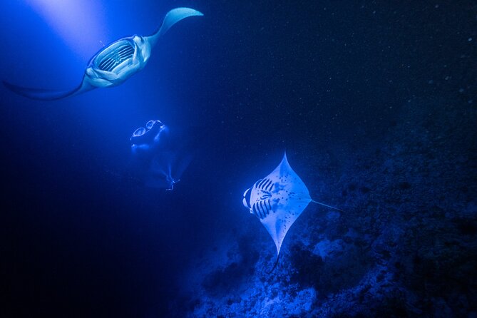 Snorkel With Giant Manta Rays In Kailua Kona - What to Expect During the Snorkeling Adventure