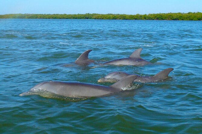 Sunset Kayaking With Dolphins - Physical Activity