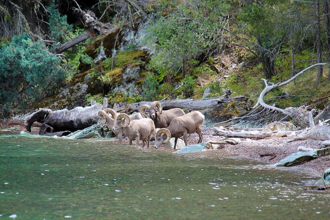 Sunset Wild Horse Island Private Boat Tour - Whats Included