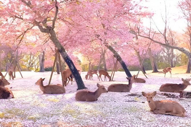 Taste of Nara A Guided Half Day Food Tour Tailored to Your Taste - Meeting and End Points