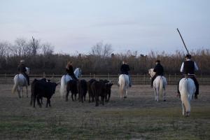 The Great Wild - Estate in Camargue - Guest Experience and Activities