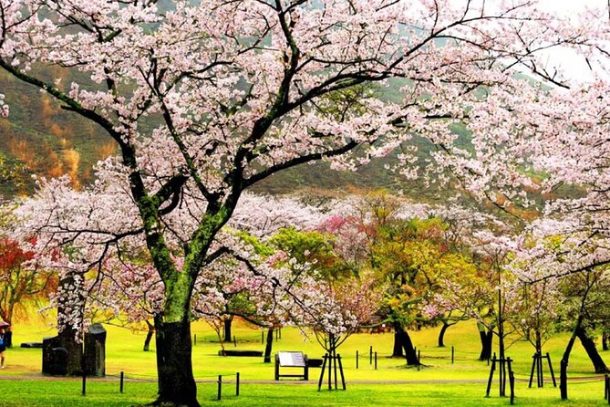 Tokyo Cherry Blossom, Hot Spring, and Strawberry Picking Tour - Health and Safety Regulations
