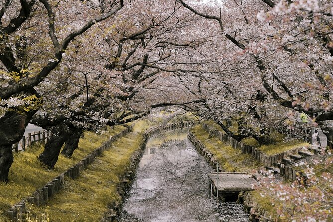 Tokyo City Cherry Blossom Private Sightseeing Tour - Pickup and Communication