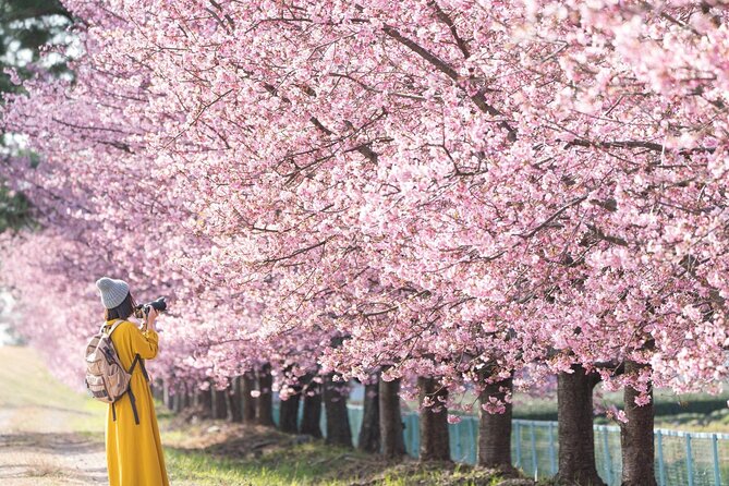 Tokyo Kawazu Sakura Festival With Scenic Train and Pick up - Tour Logistics
