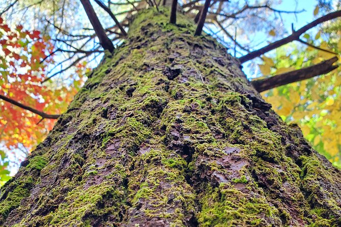 Transformative Forest Immersion: A Mindful Journey for Inner Calm - What to Expect During Your Journey