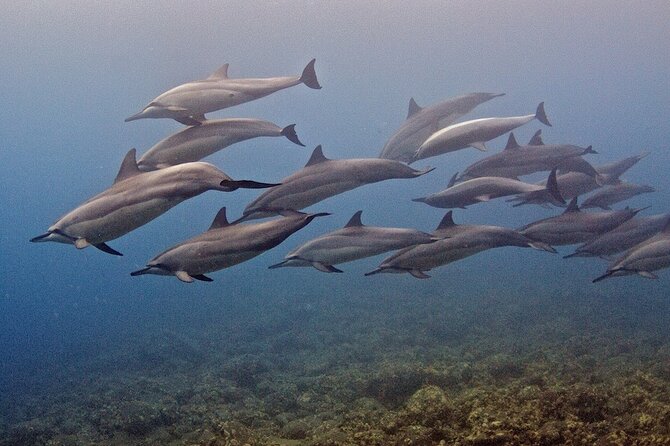 Try Scuba Diving in Kauai From a Boat for Non-Certified Divers - Meet Your Instructors and Crew