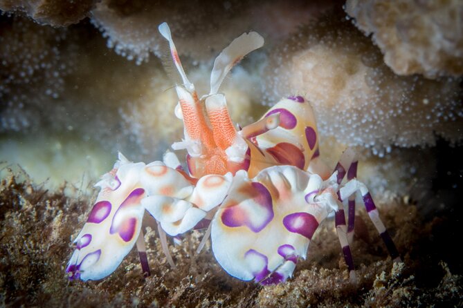 Try Scuba Diving in Kauai: No Experience Needed - Essential Gear and Equipment Provided
