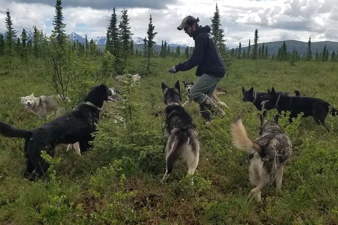 Tundra Walk With Free Running Sled Dogs - The Alaskan Lifestyle in Harsh Terrain