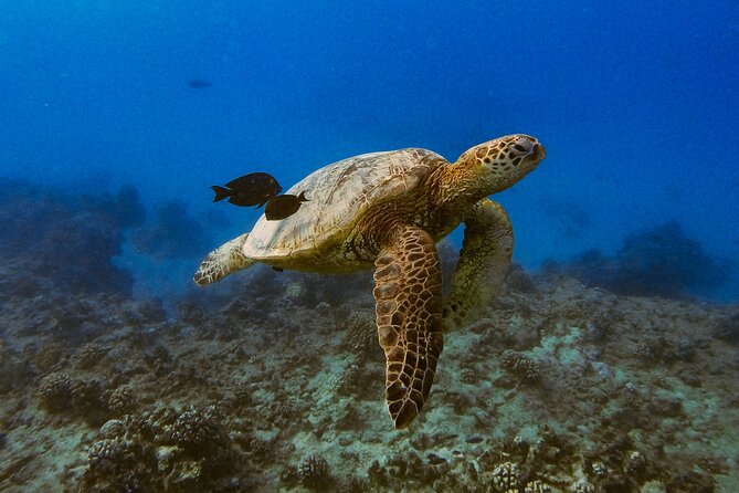 Turtle Canyon Snorkel From Waikiki (Turtles GUARANTEED!) - Customer Experiences and Feedback
