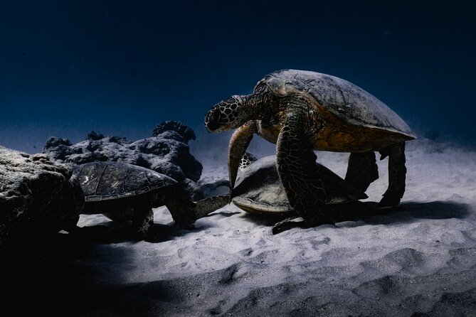 Turtle Canyon Snorkel Tour - Group Size and Experience