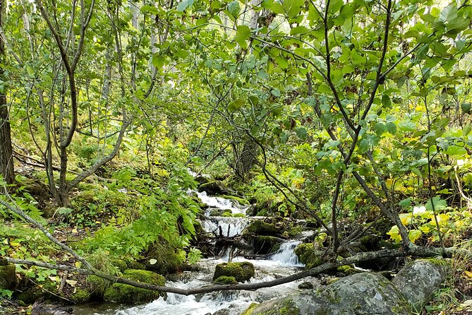 Ultimate Anchorage Summer Wildlife Tour - Highlights of the Tour