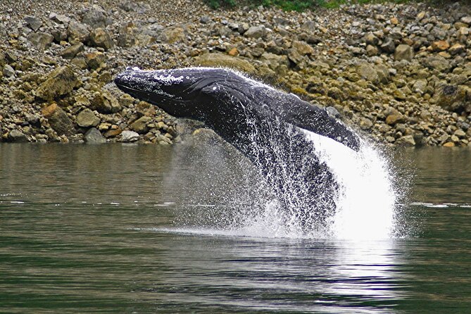Ultimate Whale Watch and Tracys Crab Shack Combo - Whale Watching Highlights