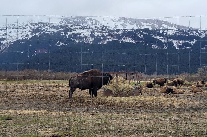 VIP Tour From Anchorage to Alaska Wildlife Conservation Center - Guides Expertise and Tour Quality