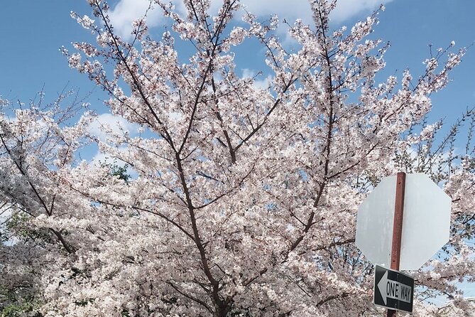Washington D.C. Cherry Blossom 1-Day Tour From New York - Booking and Cancellation Policies