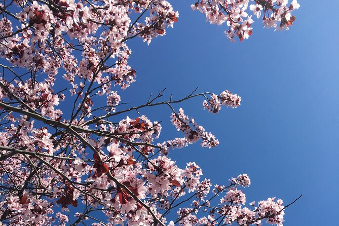 Washington D.C. Cherry Blossom Day Tour From Dc&Va - Health and Safety Requirements