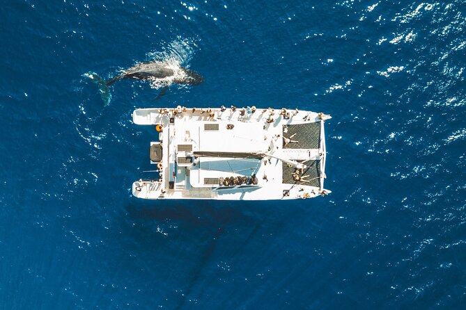 West Maui Snorkel & Sail From Maalaea Harbor - Snorkeling With Sea Turtles and Marine Life