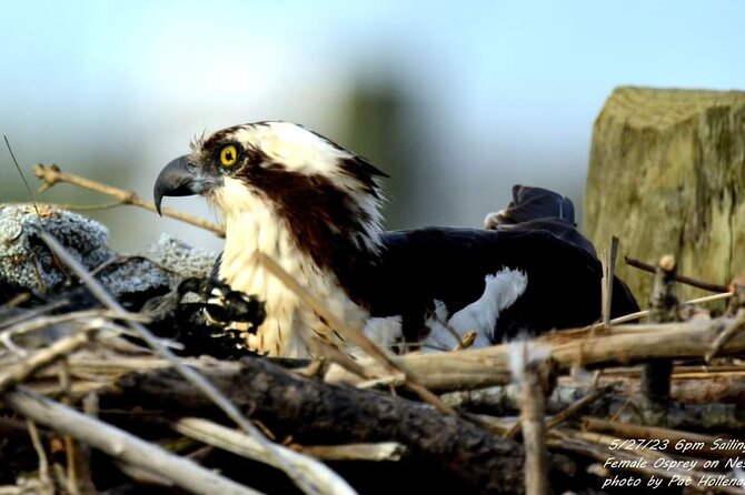 Wetlands Safari Eco-Cruise in Cape May (Birding By Boat) - Customer Feedback and Reviews