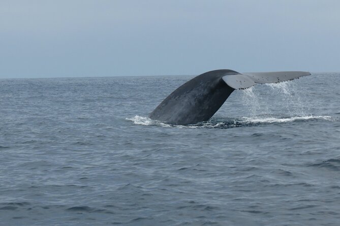 Whale and Dolphin Watching in San Diego - Customer Experiences