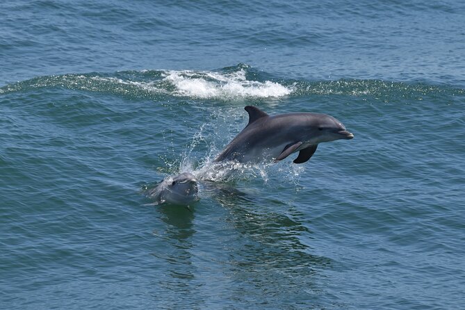 Whale Dolphin and Bird Watching Ecotour Cruise - Hands-on Interactive Touch Tank Experience