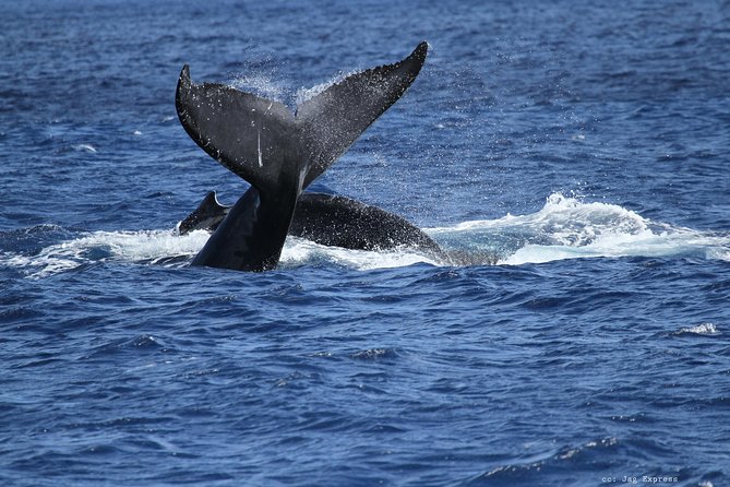 Whale Watch Cruise Aboard The Majestic by Atlantis Cruises - Customer Reviews and Feedback