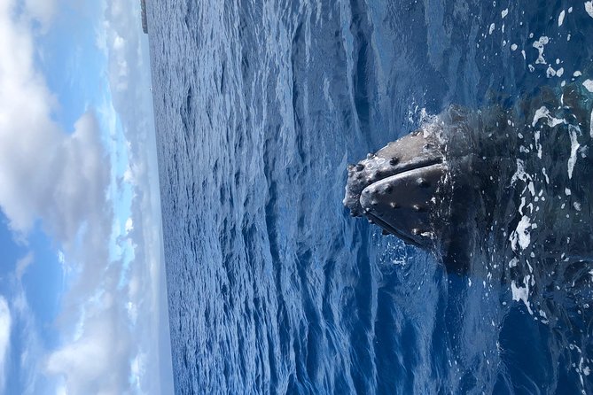 Whale Watching Experience - Customer Testimonials and Feedback